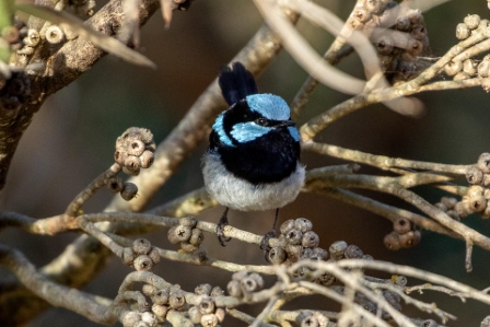 Superb Fairy Wren, Kangaroo Island Australia