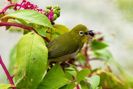 Japanese White-Eyed Warbler, Kobe