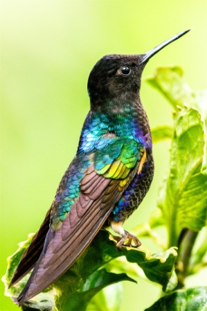 Velvet-Purple Coronet Hummingbird, Ecuador