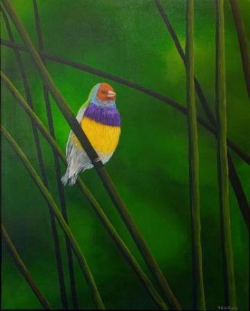 Gouldian Finch