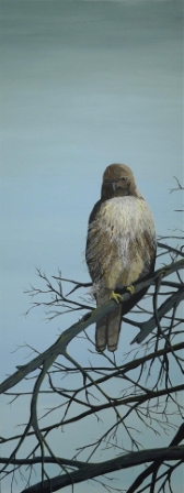 Redtail winter plumage
