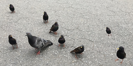 A pigeon among the small birds