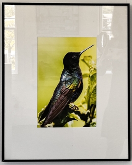 Velvet Purple Coronet Hummingbird, Ecuador