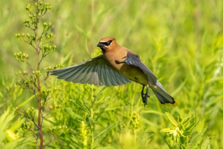 Cedar Waxwing Hovering, Sachuest